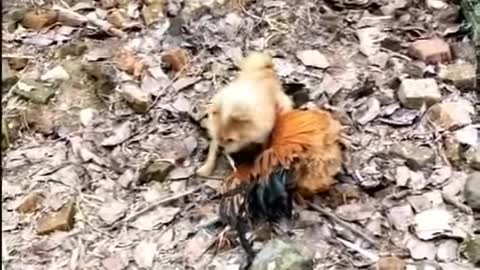Chicken vs dog funny video 😀😄