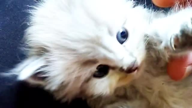 So cute baby 😺 cat video