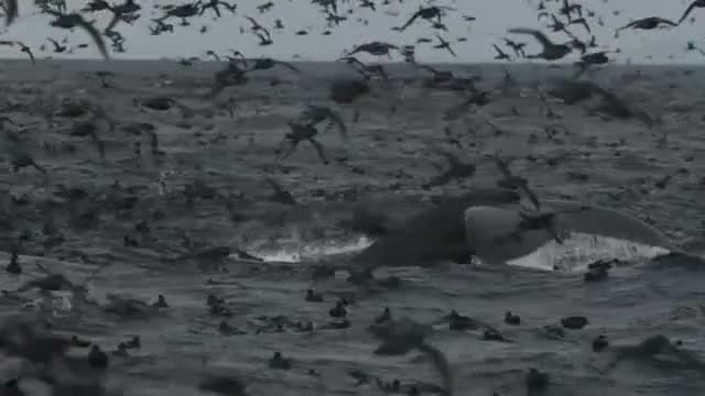 Frozen Planet: Filming in the Arctic's roughest seas
