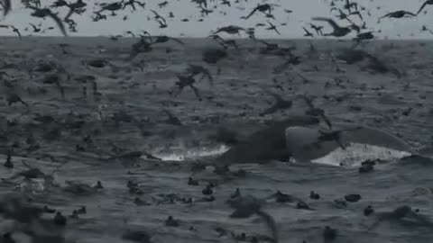Frozen Planet: Filming in the Arctic's roughest seas