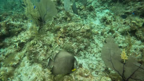 Gray Angelfish