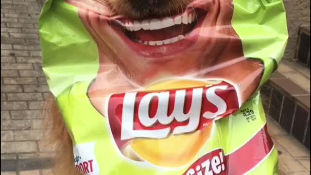 Smiling Dog Participates In Potato Chip Campaign