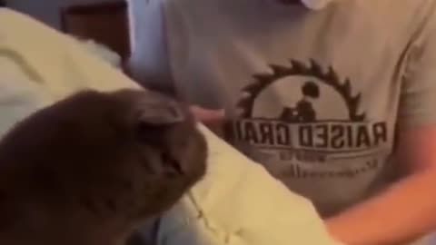 Funny cat videos