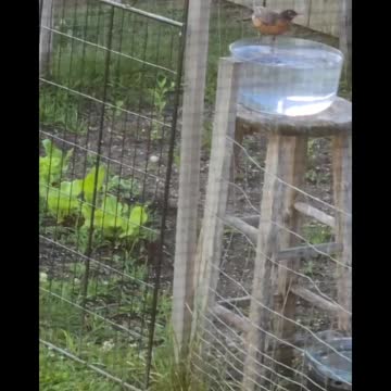 Watch this adorable Robin taking a bath as Sparrow crashes the party! (Enlarge video for best viewing)