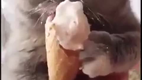 Oh, cats eat ice cream, people!