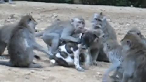 Funny dog, funny monkey,