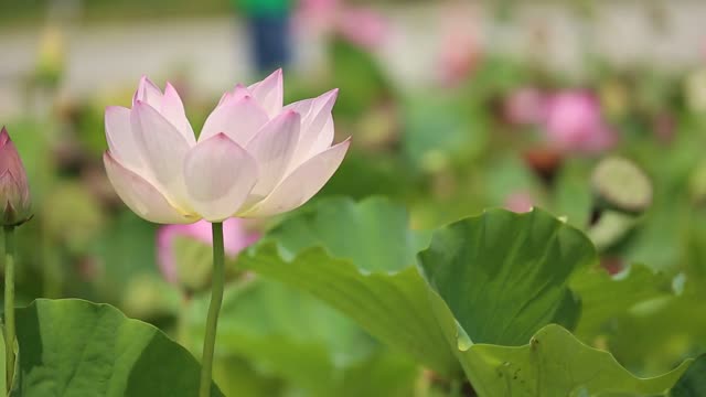 Lotus Dancing