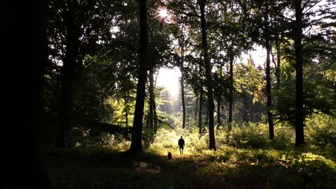 dog in the forest