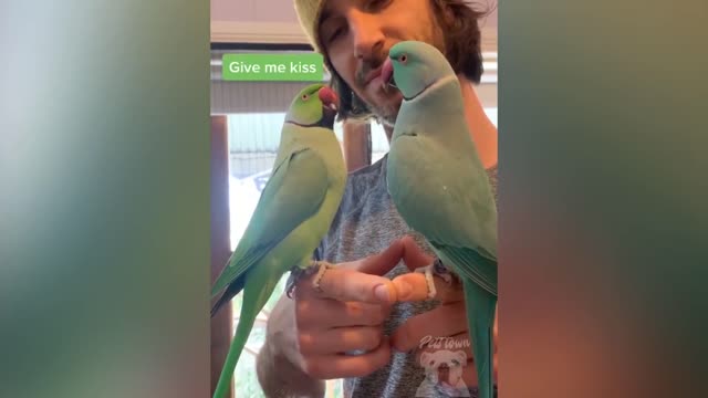 Watch these beautiful parrots talking.