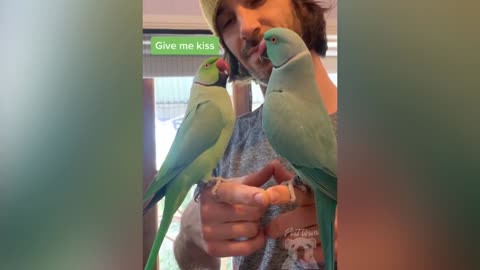 Watch these beautiful parrots talking.