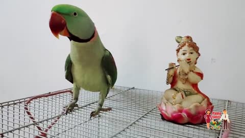 Happy Krishna Janmashtami 2021 from Pablo Parrot Familyp5