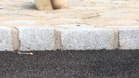 Lovely dog, everyone's best friend