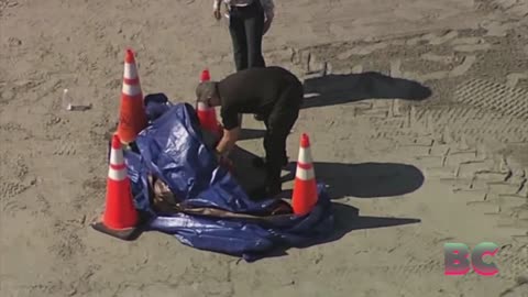 Police confirm human head found on Key Biscayne beach belongs to missing swimmer