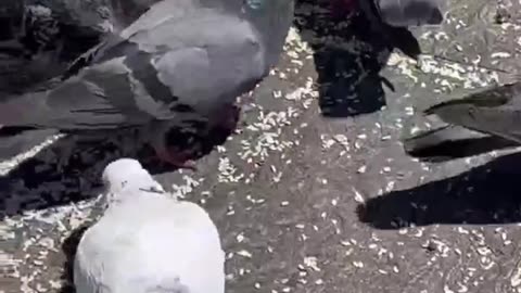 Feeding Frenzy: Pigeon Paradise - A Spectacle of Grains and Wings!