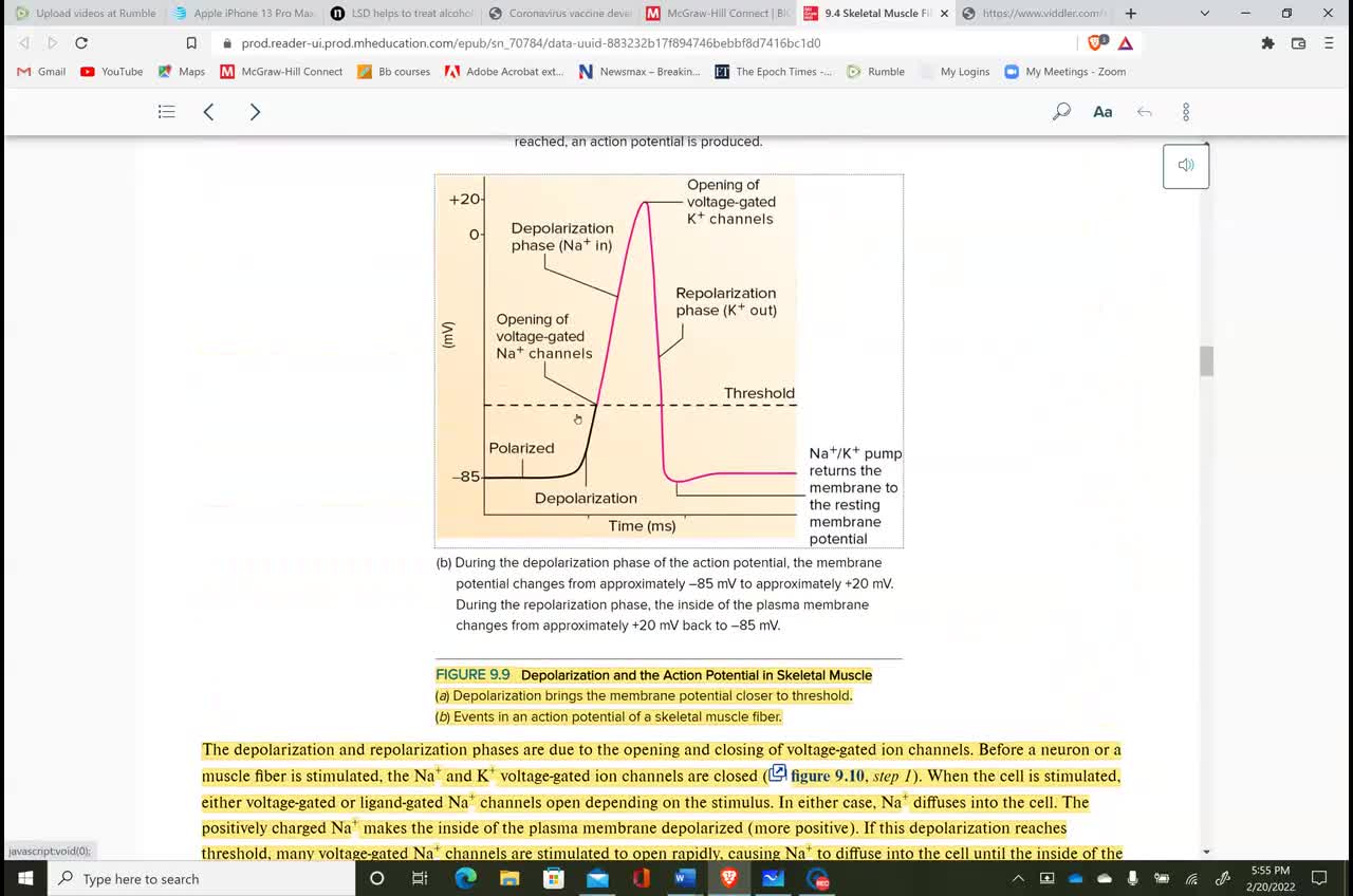 Anatomy & Physiology 1 - Ch. 9 Skeletal Muscle Physiology part 2 of 4