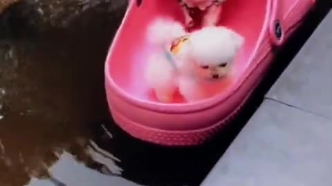 Cute and Funny Dogs Videos Compilation 2021#shorts