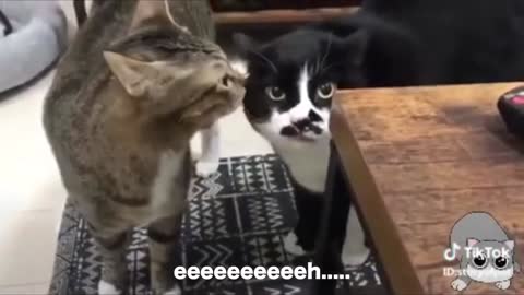 Cats talking !! these cats can speak english better than hooman perfectly