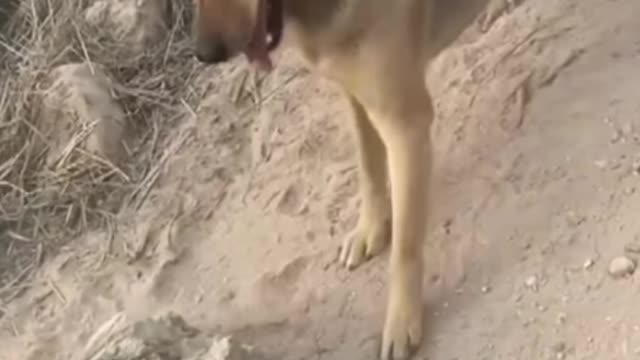 It's time to LAUGH with Dog's life Funny Dog Videos 2021 Cute and Funny Dog Videos Compilation