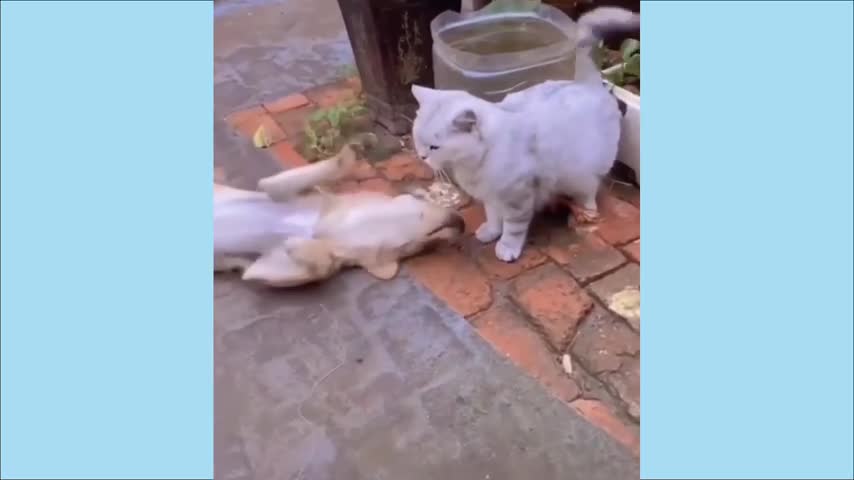 Cat funny video