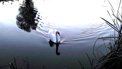 Swan floats