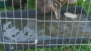 Goldi snack 🤣🐔🐤 and ducks 🦆💌