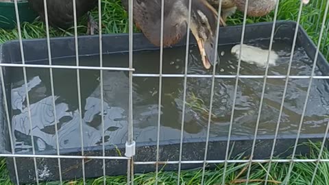Goldi snack 🤣🐔🐤 and ducks 🦆💌