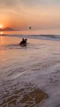 beautiful two dog in the beach