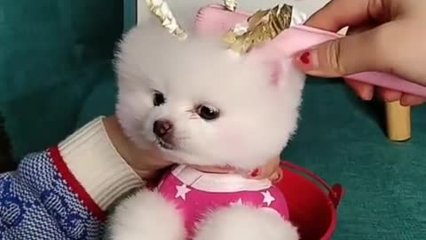 funny and Cute Dogs Videos Compilation 2021_|08|_