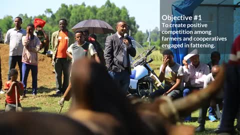 Cattle Fattening Fair in Dembecha - Ethiopia_Cut