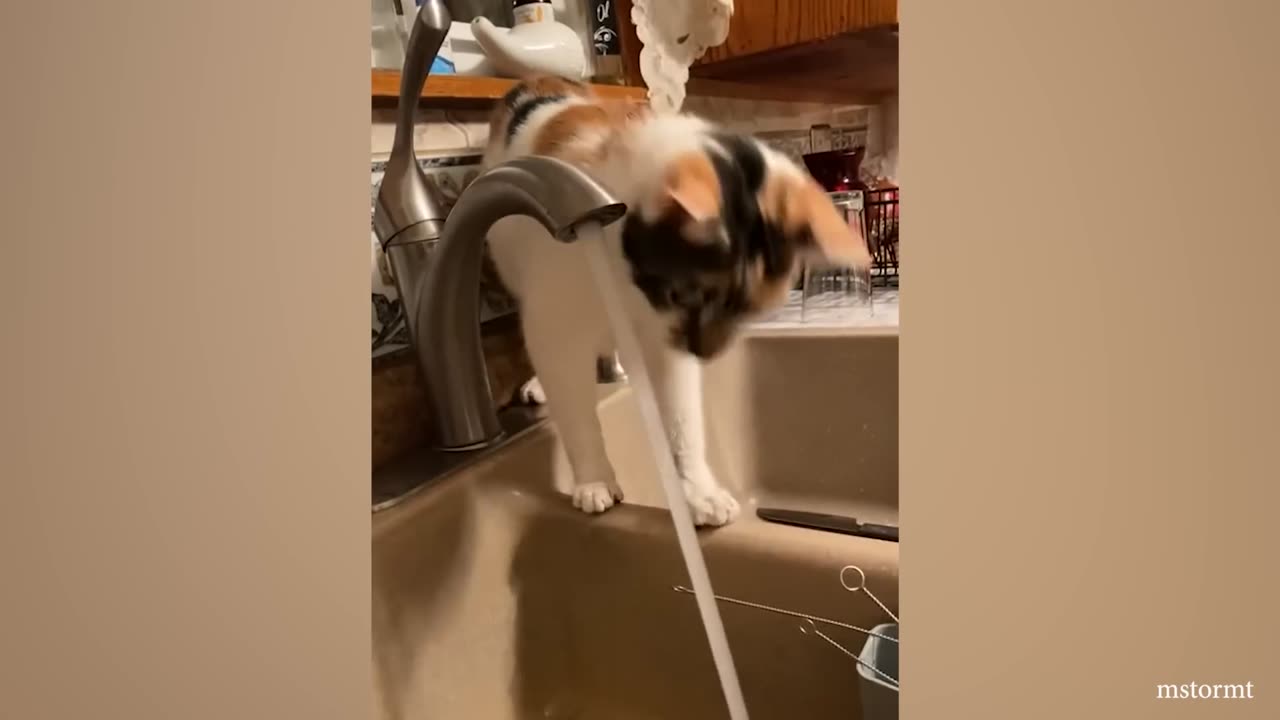 Best Funny Animal Videos 2023 Funniest Cats And Dogs Videos Will Make You Laugh