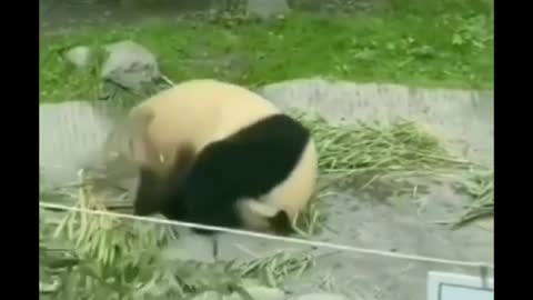 Kung Fu Panda live action remake