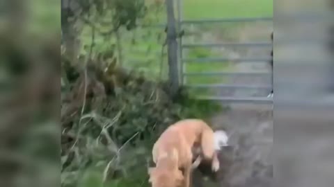 TikTok weeee Compilation