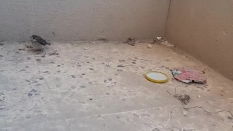 A little bird fell from its nest