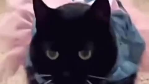 Cat doesn’t seem impressed with the tutu outfit 😂