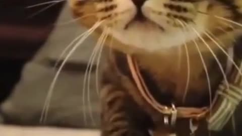 Cute Animals Videos - So Funny