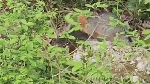 Nature's Harsh Moments Compilation 13😮👀