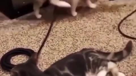 # treat unhappiness # cute debut plan