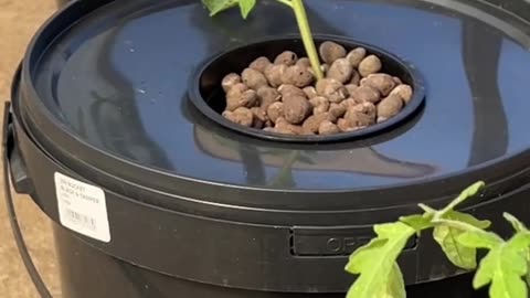 Simple Kratky system to grow Tomatoes in Hydroponics