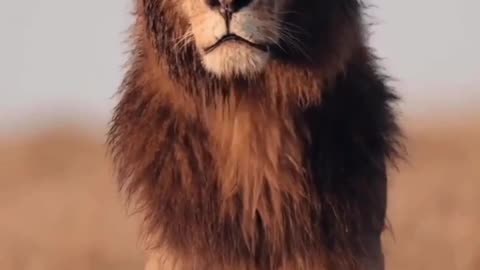 The King!