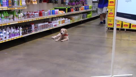 Dog training second lesson