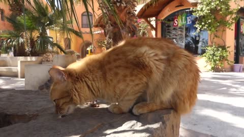 Cute cat is eating fruit