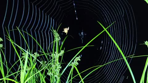 spider spin