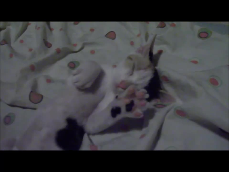 Kitten about to sleep - Gatito a punto de dormir 2021