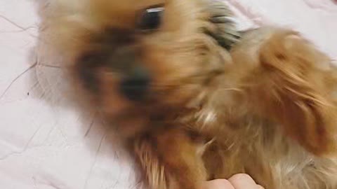 Rubbing the puppy's belly