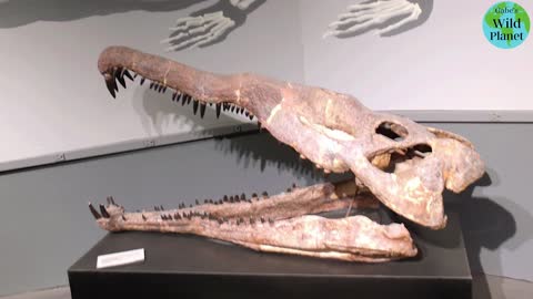 Leptosuchus: It may look like a crocodile, but it was far from being one