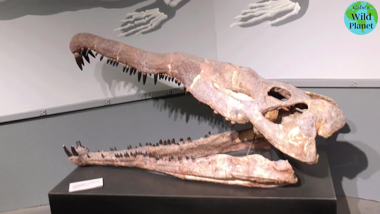 Leptosuchus: It may look like a crocodile, but it was far from being one