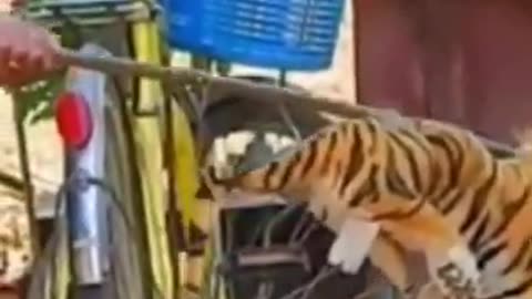Funny Animals Videos 2023