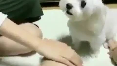 funny : ) dog