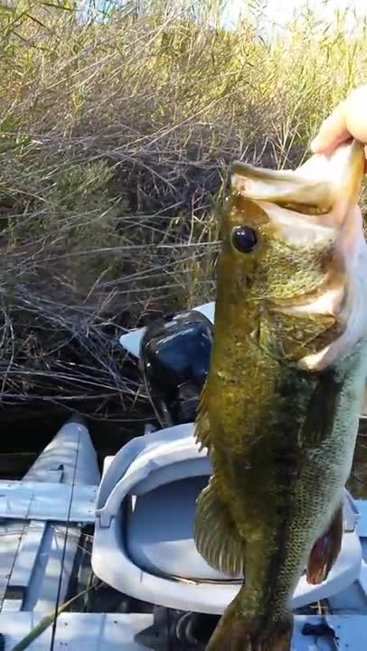 Fishing Yuma Colorado River