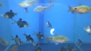 Peixes barbos no áquario da loja, alguns tem listras como de um tigre [Nature & Animals]